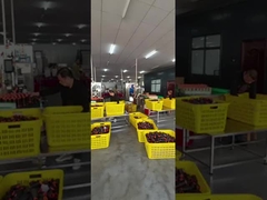 ポリエステル縫う糸